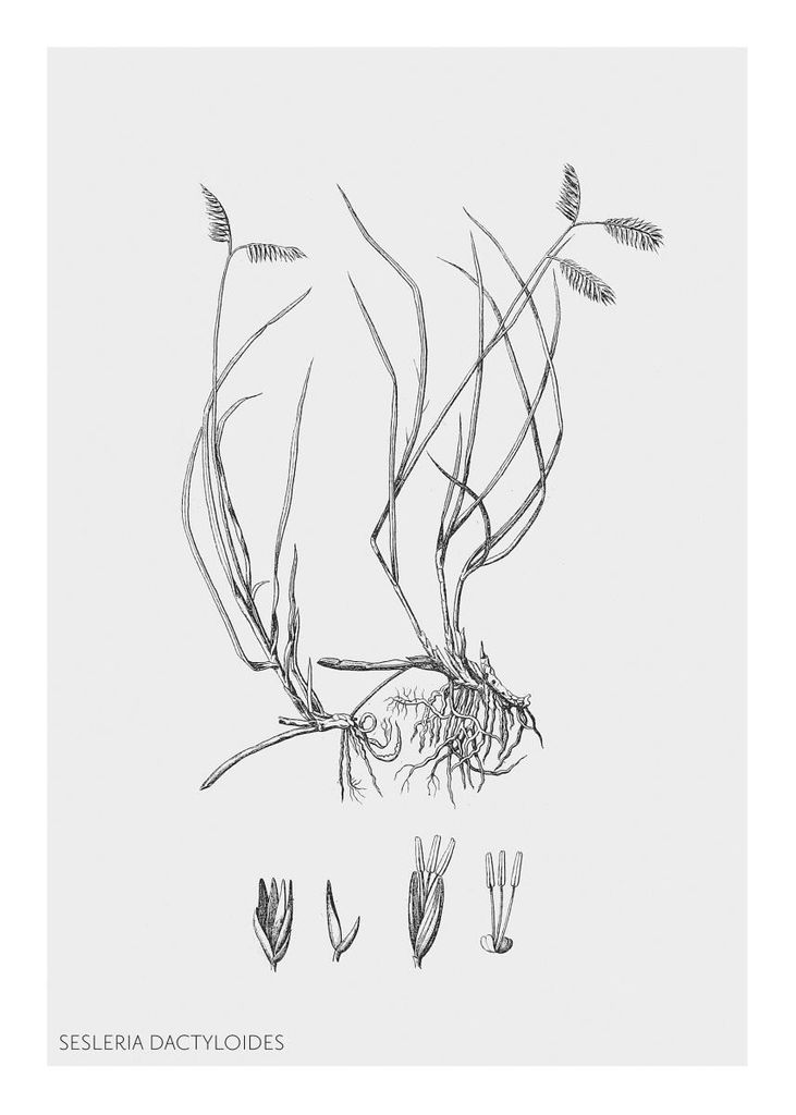 Poster - Vintage Sesleria 50x70 - Dear Sam