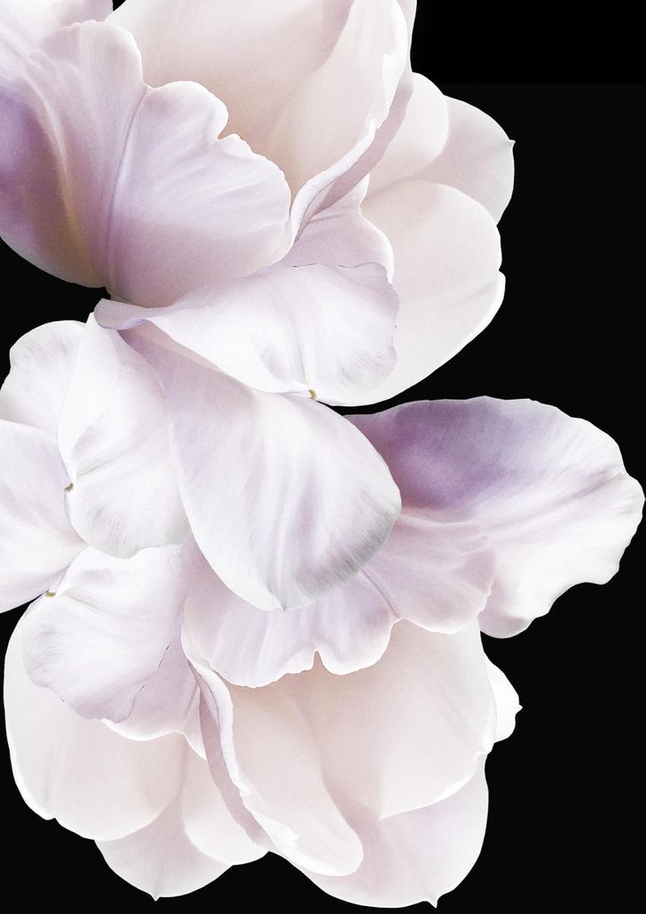 Poster - Violet White 21x30 - Dear Sam