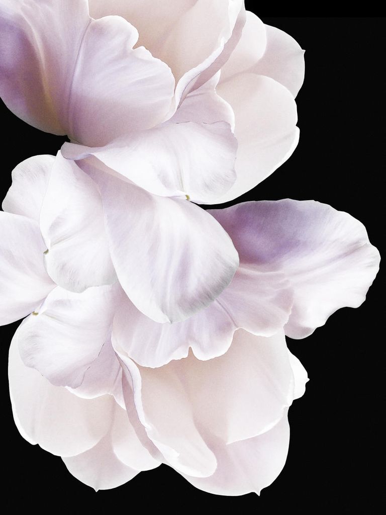 Poster - Violet White 30x40 - Dear Sam