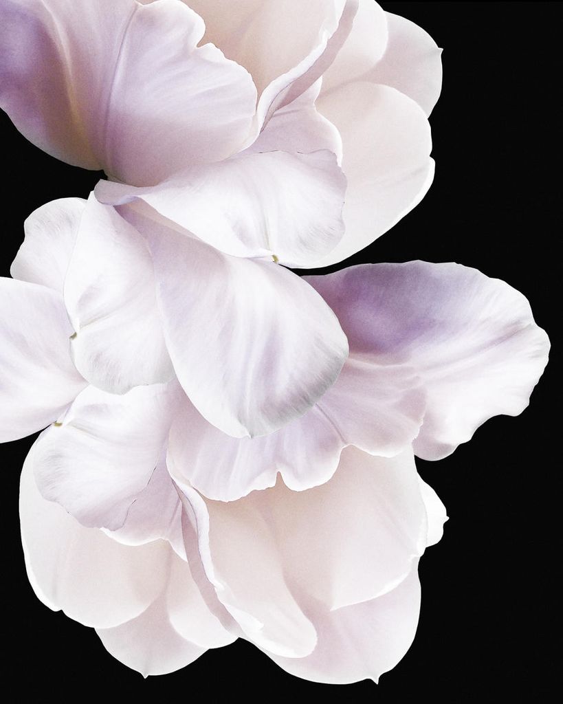 Poster - Violet White 40x50 - Dear Sam