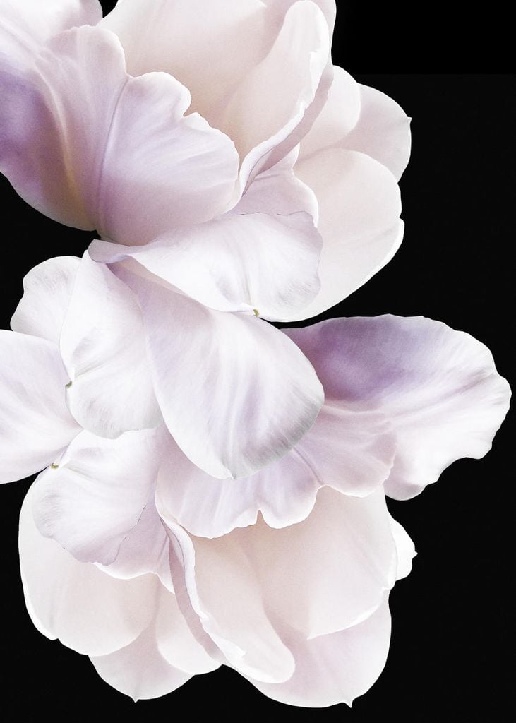 Poster - Violet White 50x70 - Dear Sam