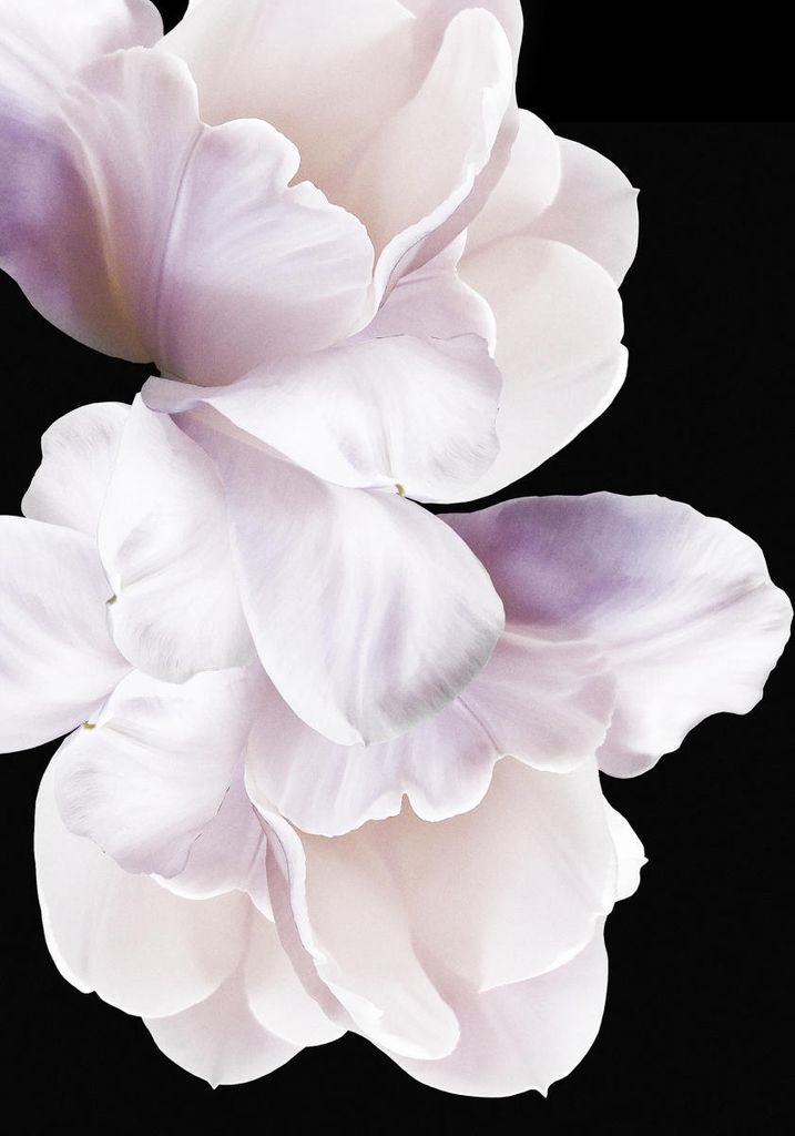 Poster - Violet White 70x100 - Dear Sam