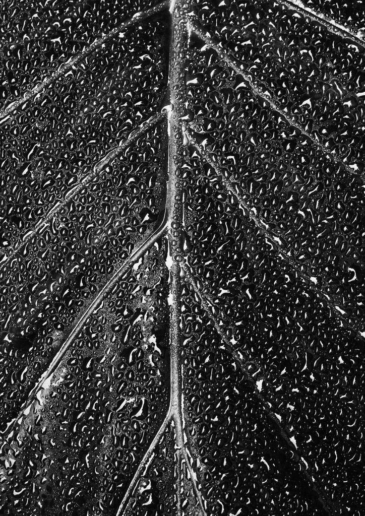 Poster - Wet Leaf 21x30 - Dear Sam