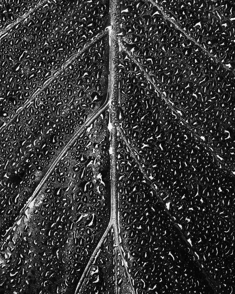 Poster - Wet Leaf 40x50 - Dear Sam