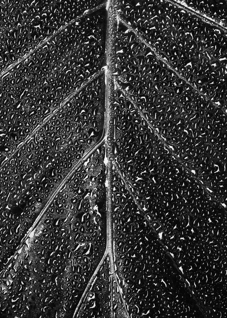 Poster - Wet Leaf 50x70 - Dear Sam