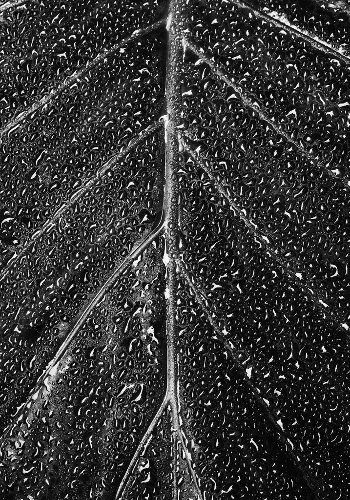 Poster - Wet Leaf 70x100 - Dear Sam