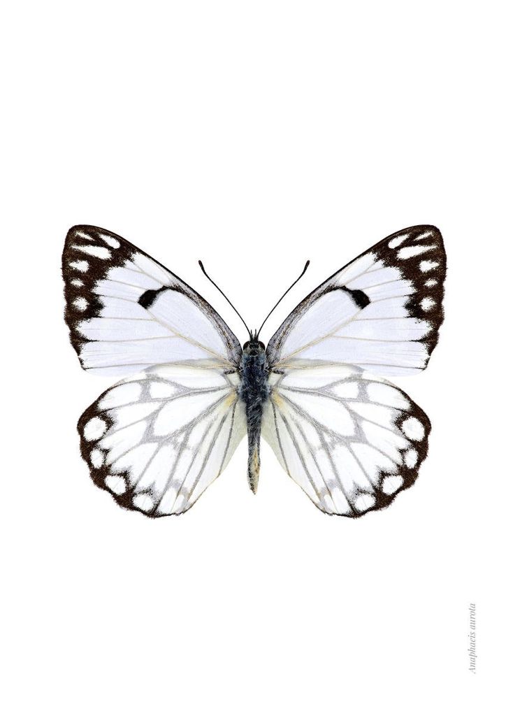 Poster - White Butterfly 21x30 - Dear Sam