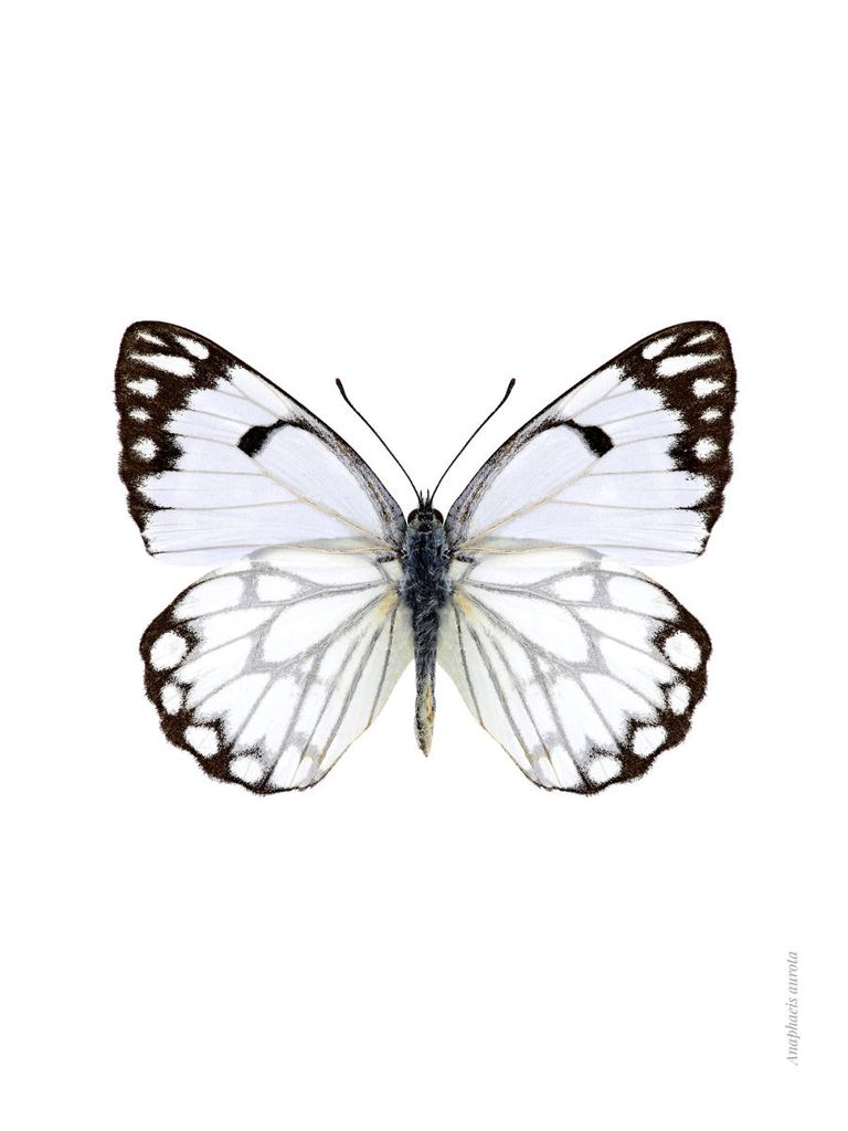 Poster - White Butterfly 30x40 - Dear Sam