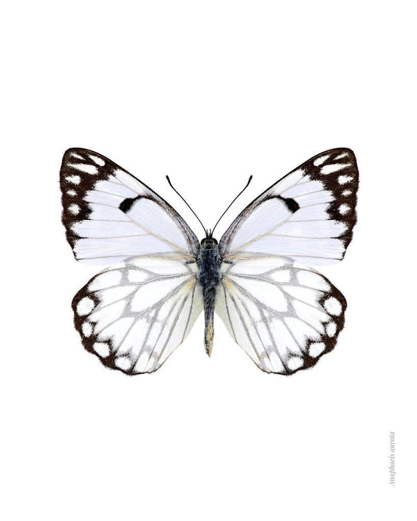 Poster - White Butterfly 40x50 - Dear Sam