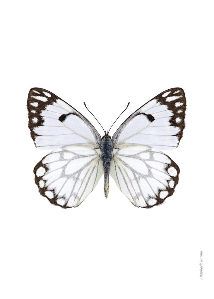 Poster - White Butterfly 50x70 - Dear Sam