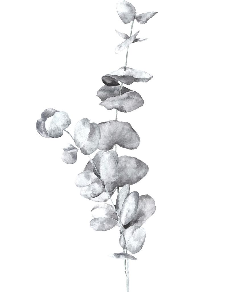 Plakat - White Eucalyptus In Watercolor 40x50 - Dear Sam