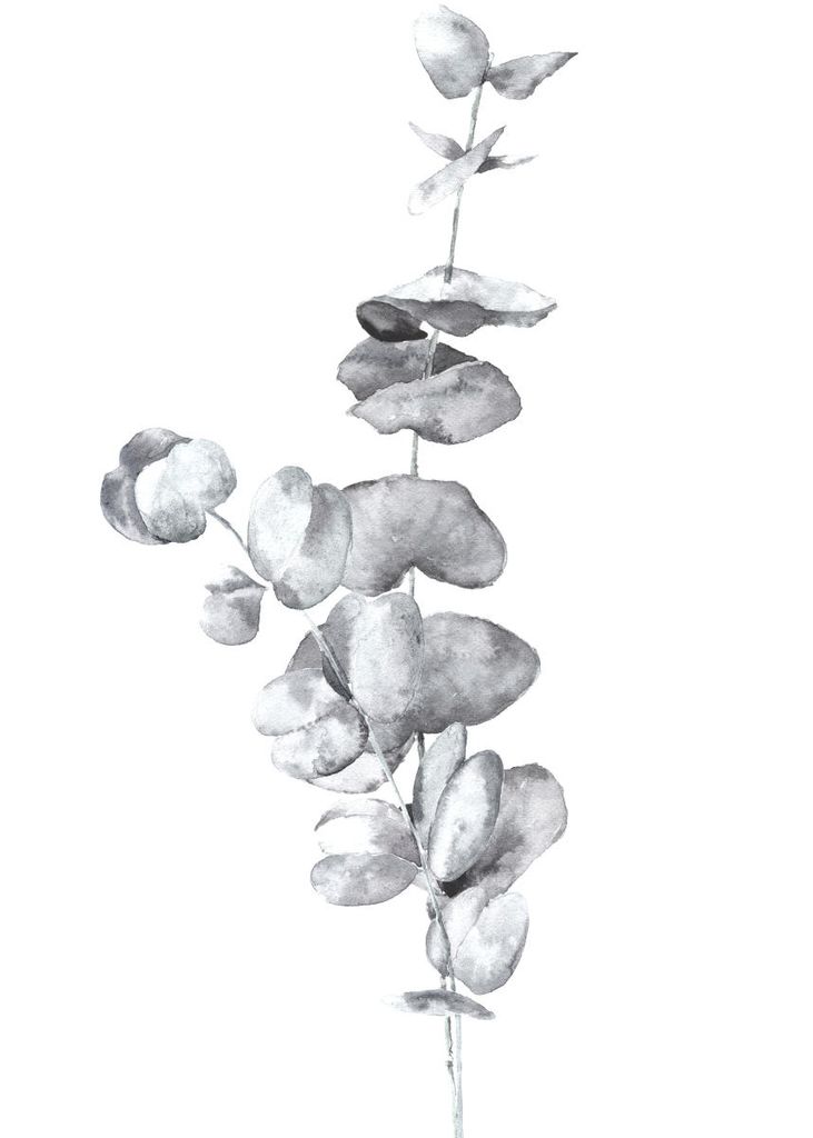Plakat - White Eucalyptus In Watercolor 50x70 - Dear Sam