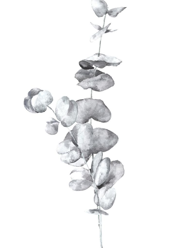 Plakat - White Eucalyptus In Watercolor 70x100 - Dear Sam