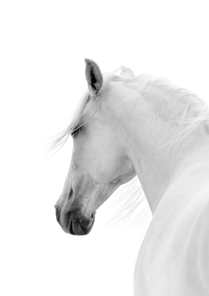 Poster - White Horse 21x30 - Dear Sam