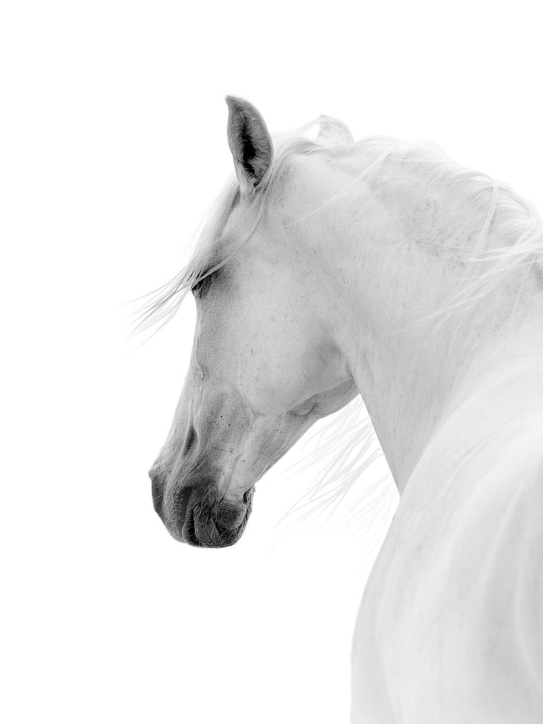 Poster - White Horse 30x40 - Dear Sam