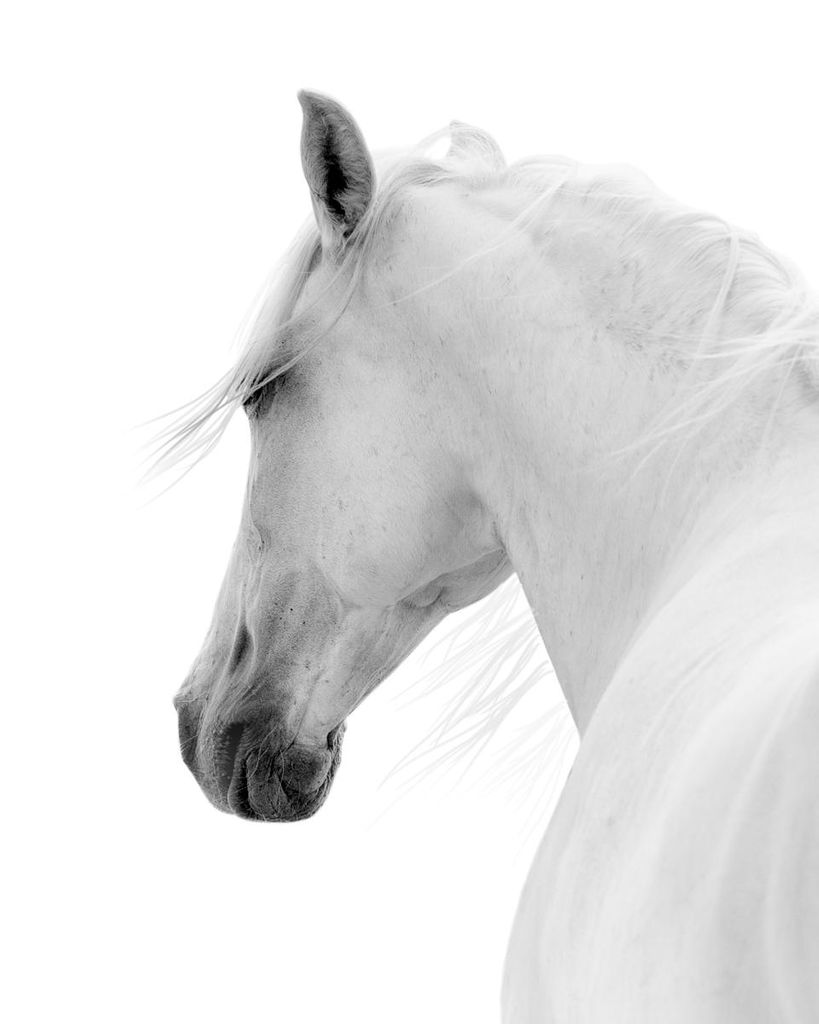 Poster - White Horse 40x50 - Dear Sam