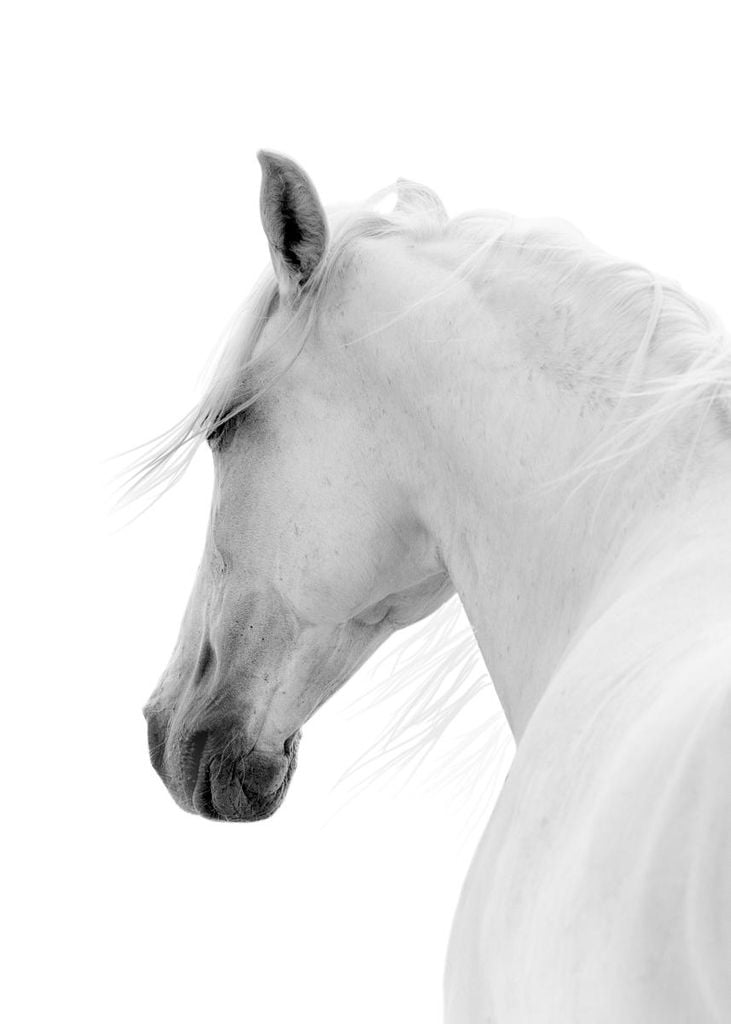 Poster - White Horse 50x70 - Dear Sam
