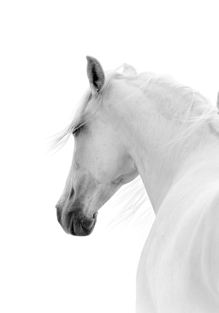 Poster - White Horse 70x100 - Dear Sam