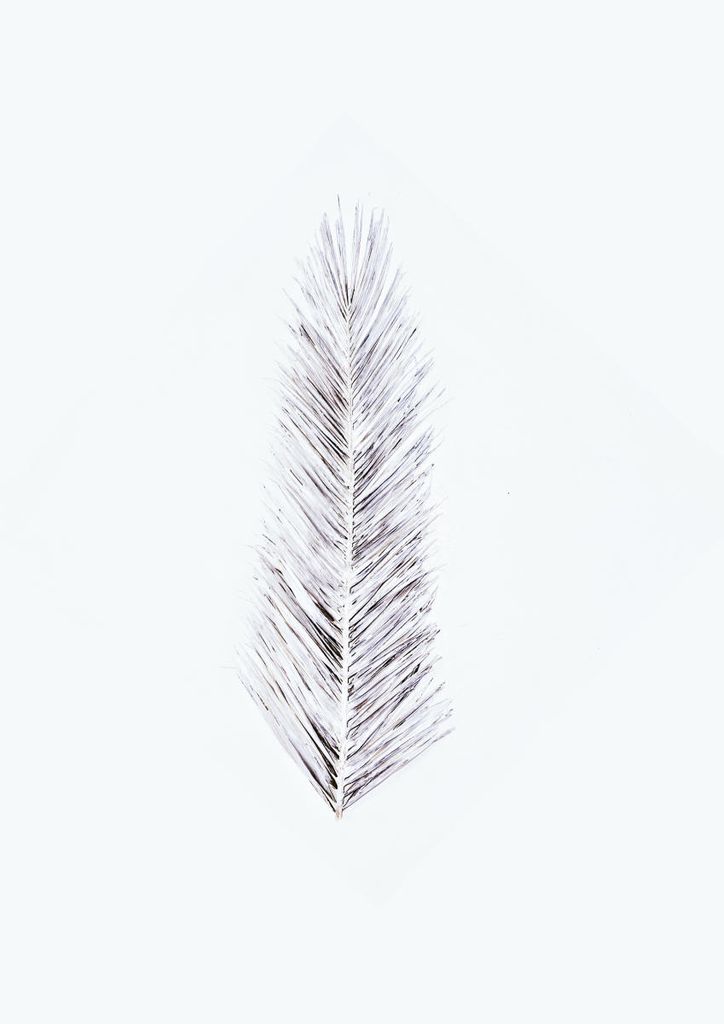 Poster - White Palm Leaf 21x30 - Dear Sam