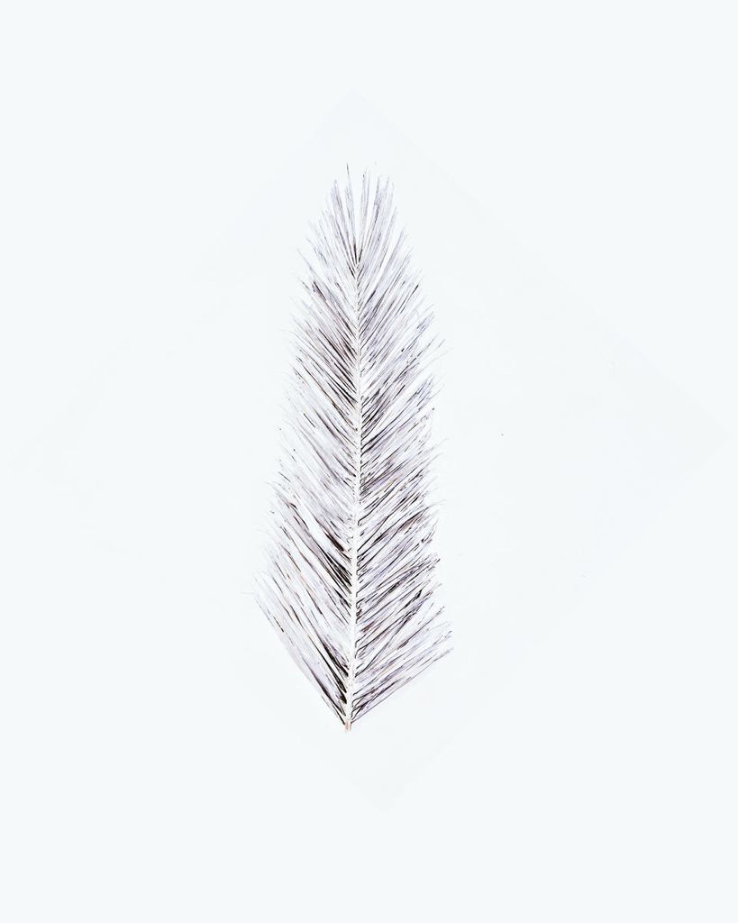 Poster - White Palm Leaf 40x50 - Dear Sam