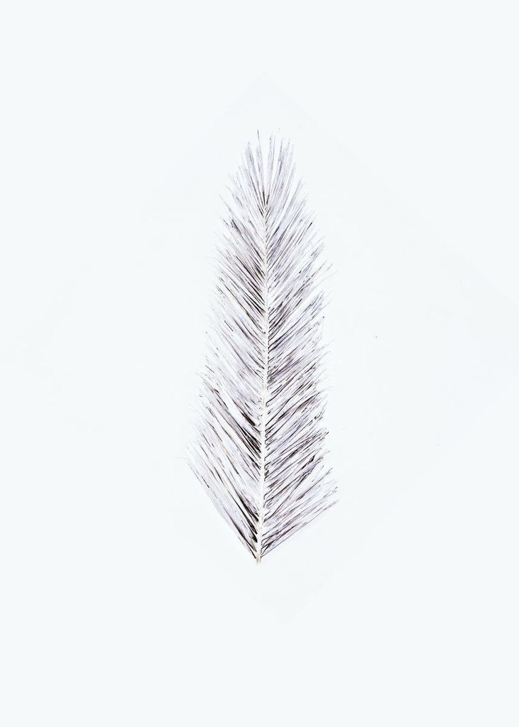 Poster - White Palm Leaf 50x70 - Dear Sam