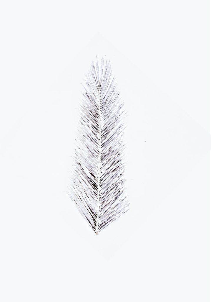 Poster - White Palm Leaf 70x100 - Dear Sam