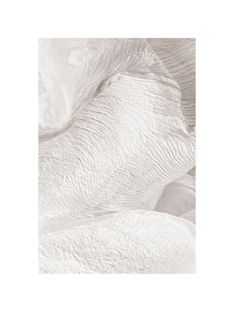 Poster - White Petals 30x40 - Dear Sam