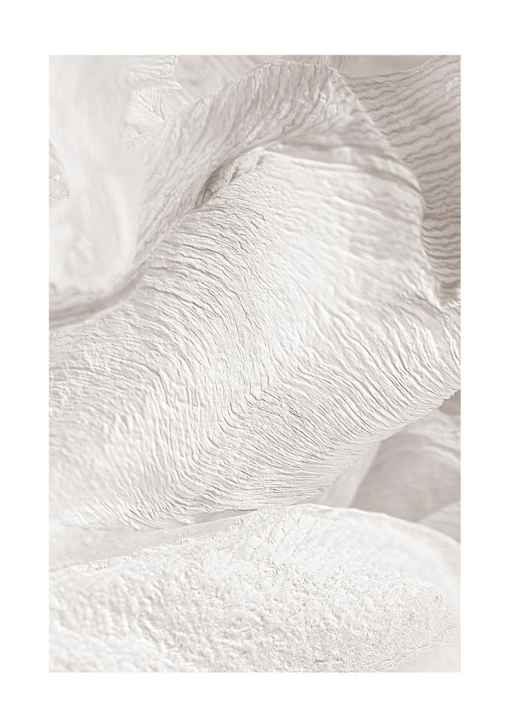 Poster - White Petals 70x100 - Dear Sam