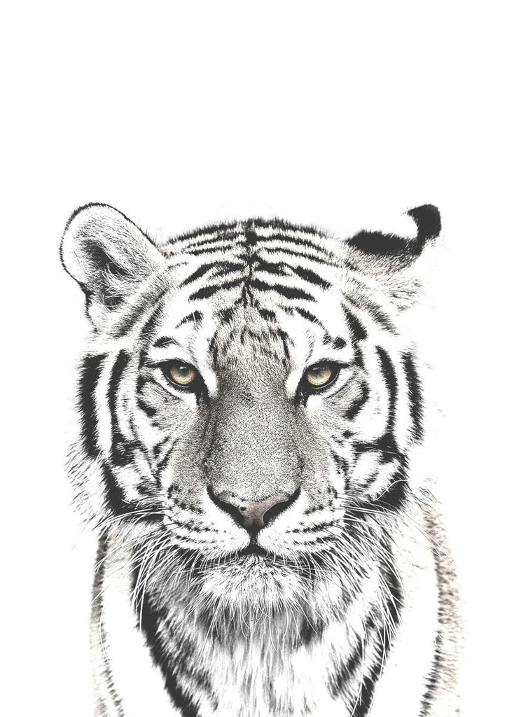 Poster - White Tiger 21x30 - Dear Sam