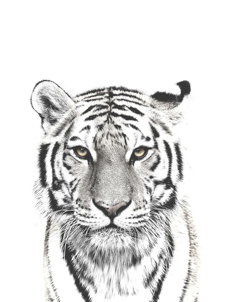 Poster - White Tiger 30x40 - Dear Sam