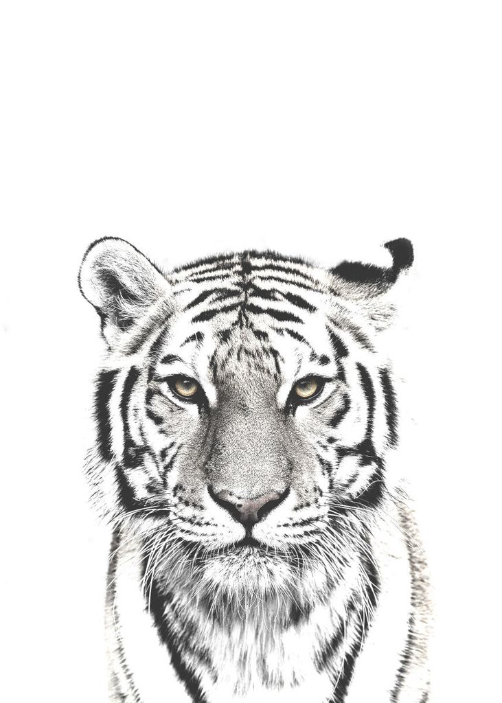 Poster - White Tiger 50x70 - Dear Sam