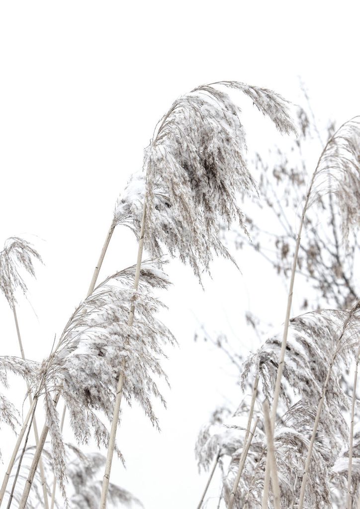 Poster - Winter Reed 1 21x30 - Dear Sam