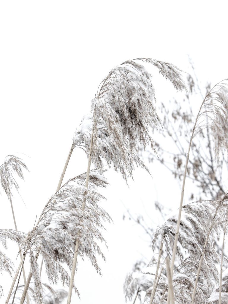 Poster - Winter Reed 1 30x40 - Dear Sam
