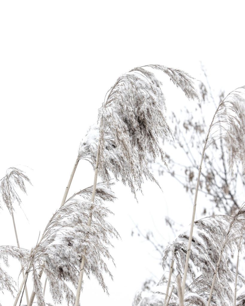 Poster - Winter Reed 1 40x50 - Dear Sam