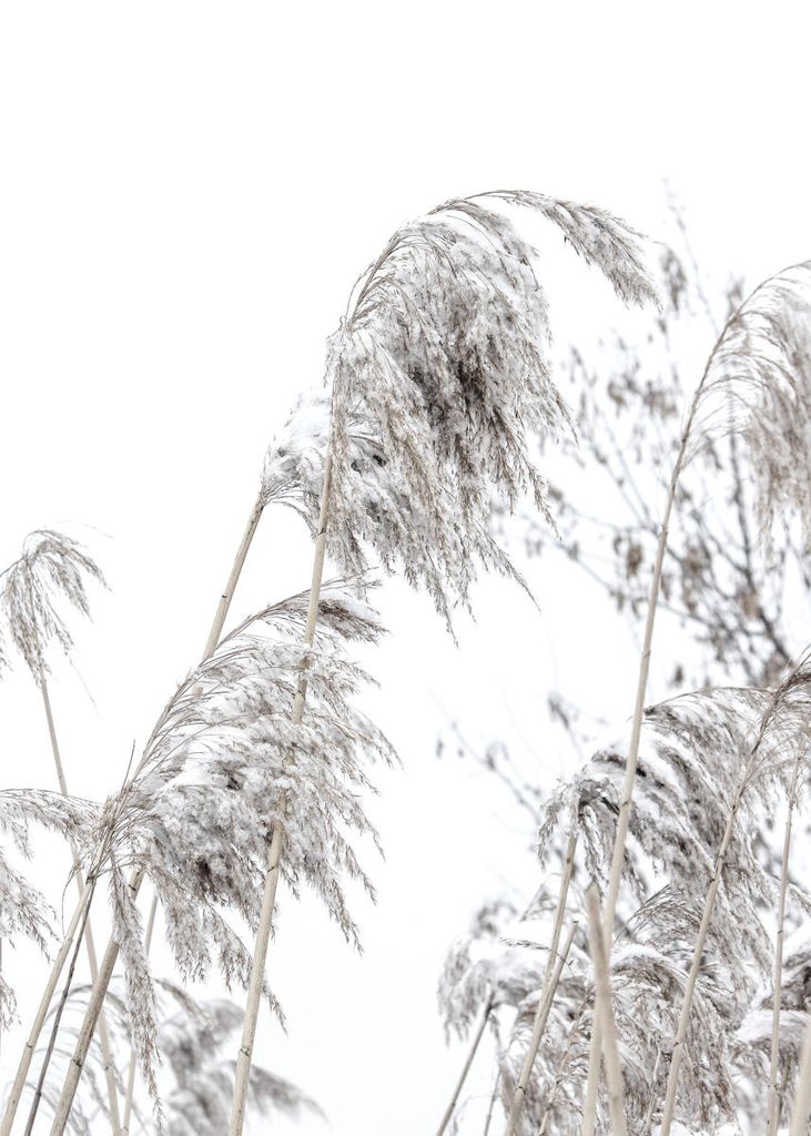 Poster - Winter Reed 1 50x70 - Dear Sam