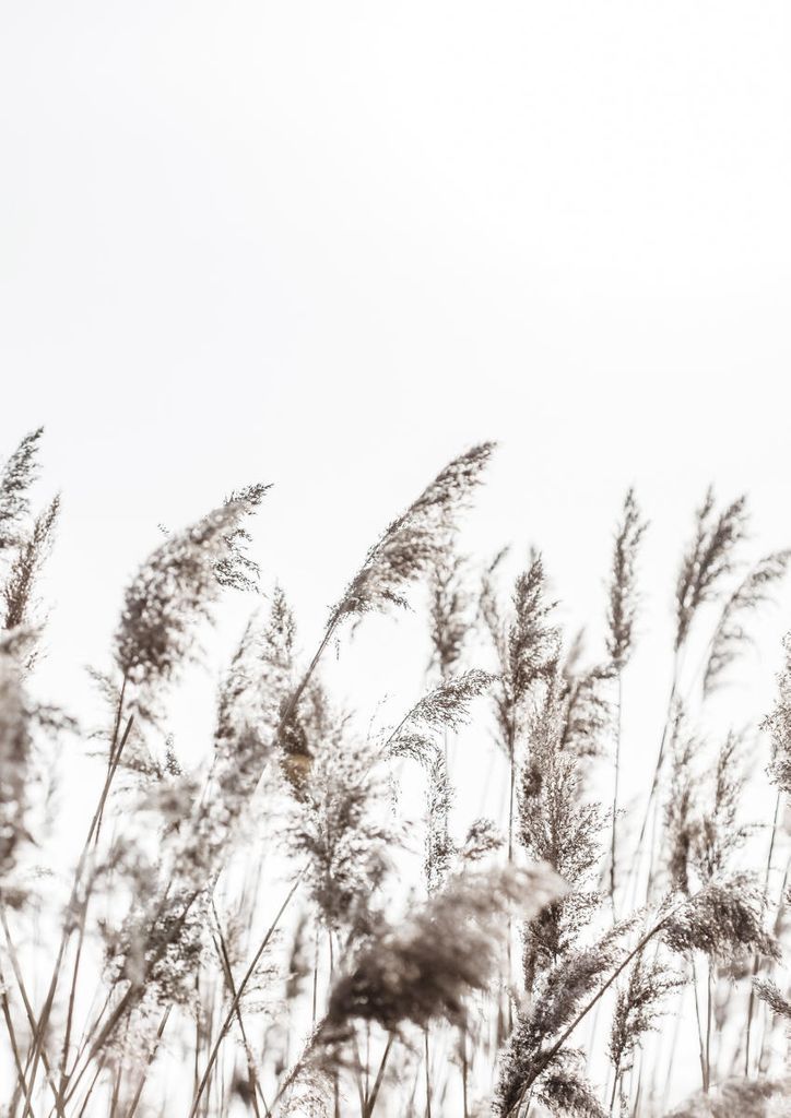 Poster - Winter Reed 3 21x30 - Dear Sam