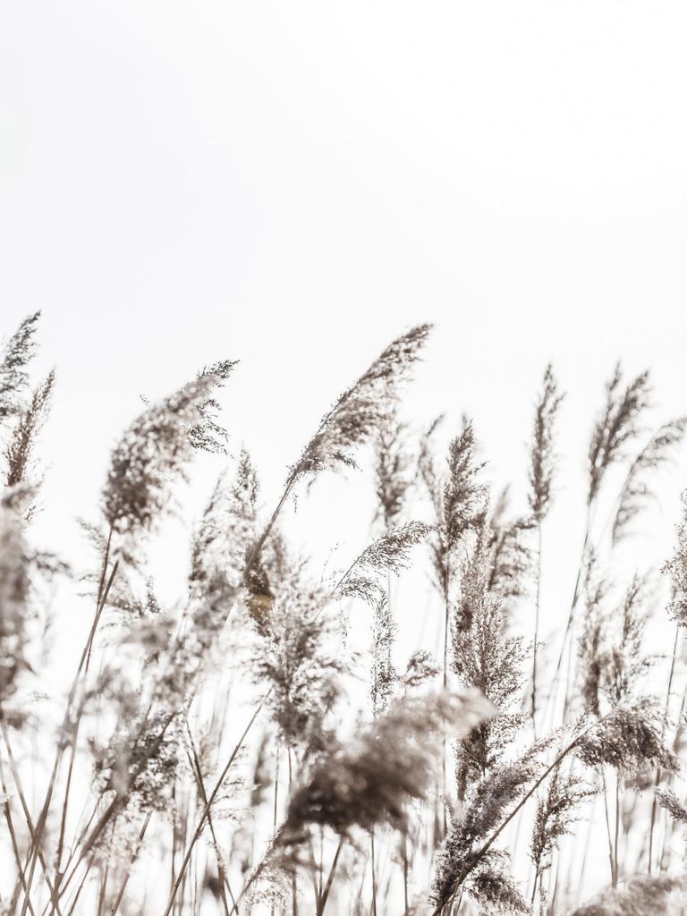 Poster - Winter Reed 3 30x40 - Dear Sam