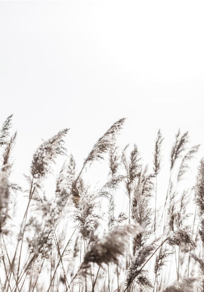 Poster - Winter Reed 3 70x100 - Dear Sam