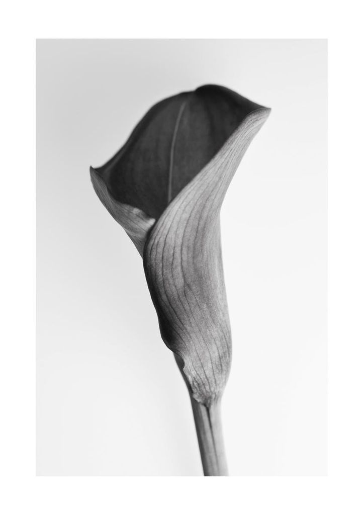 Poster - Young Lily 21x30 - Dear Sam