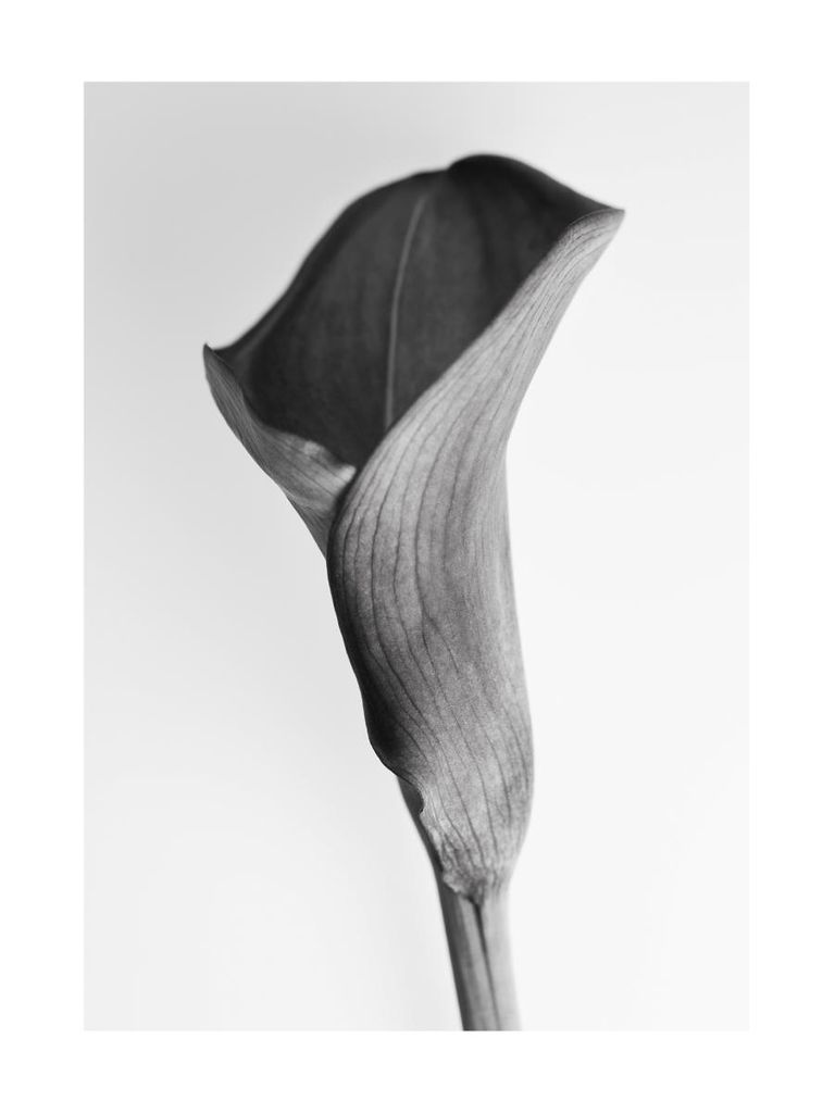 Poster - Young Lily 30x40 - Dear Sam