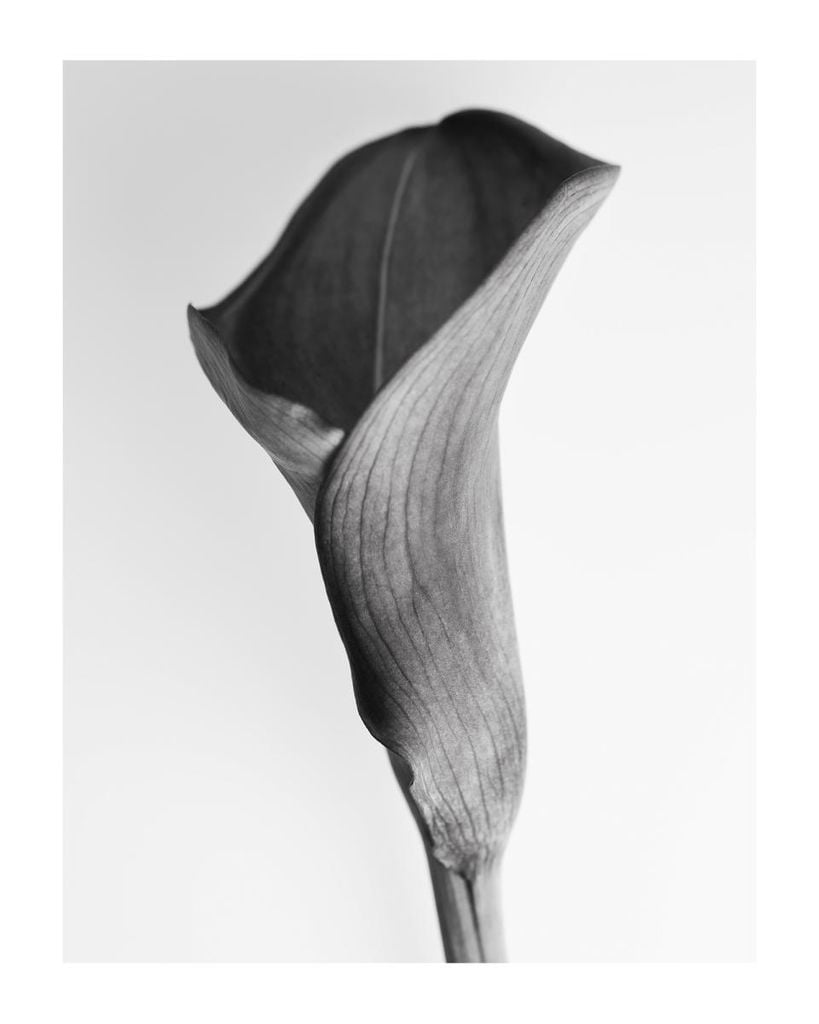 Poster - Young Lily 40x50 - Dear Sam