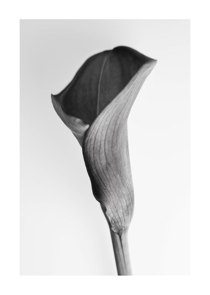Poster - Young Lily 50x70 - Dear Sam