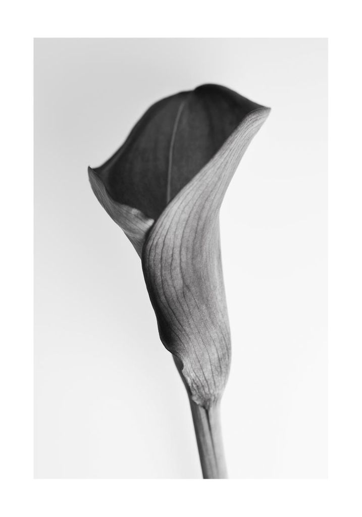 Poster - Young Lily 70x100 - Dear Sam