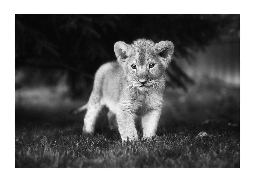 Poster - Young Lion 70x50 - Dear Sam