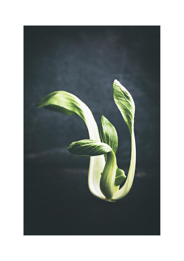 Poster - Young Pak Choi 21x30 - Dear Sam