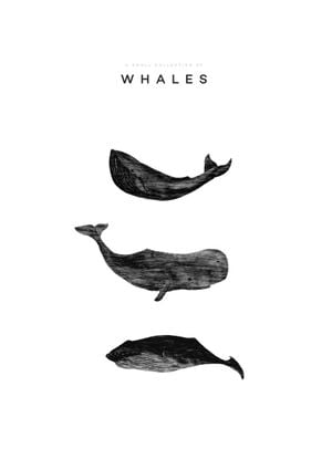 A Small Collection Of Whales 21x30