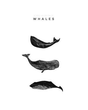A Small Collection Of Whales 40x50
