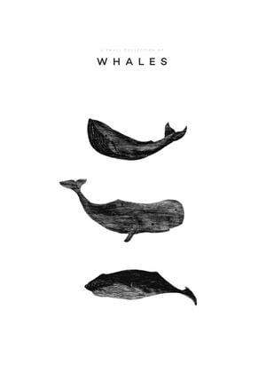 A Small Collection Of Whales 50x70