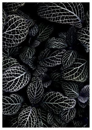 Acanthaceae Leaves 21x30