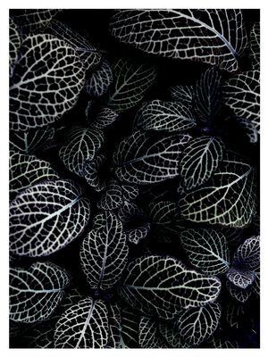 Acanthaceae Leaves 30x40